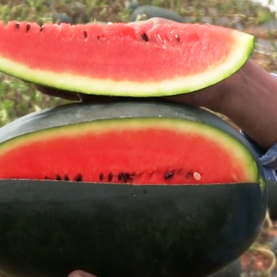 ARKA Shyama -TFL WATER MELON Hybrid -Vegetable Seeds