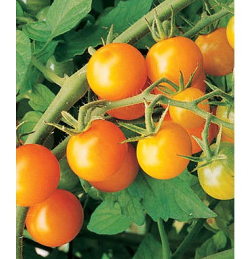🍅 Sungold Hybrid Tomato Seeds – 100 Seeds, Exceptionally Sweet & Golden-Orange Fruits  - Vegetable Seeds