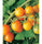🍅 Sungold Hybrid Tomato Seeds – 100 Seeds, Exceptionally Sweet & Golden-Orange Fruits  - Vegetable Seeds