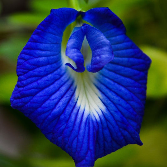 Exotic Blue Single Petal Shangupushpam Clitoria Ternatea Live Flower Plant
