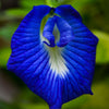 Exotic Blue Single Petal Shangupushpam Clitoria Ternatea Live Flower Plant