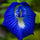 Exotic Blue Single Petal Shangupushpam Clitoria Ternatea Live Flower Plant