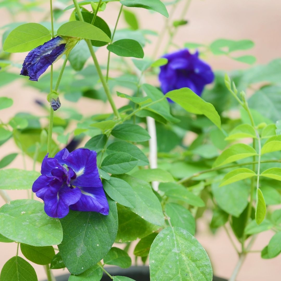 Exotic Blue Single Petal Shangupushpam Clitoria Ternatea Live Flower Plant