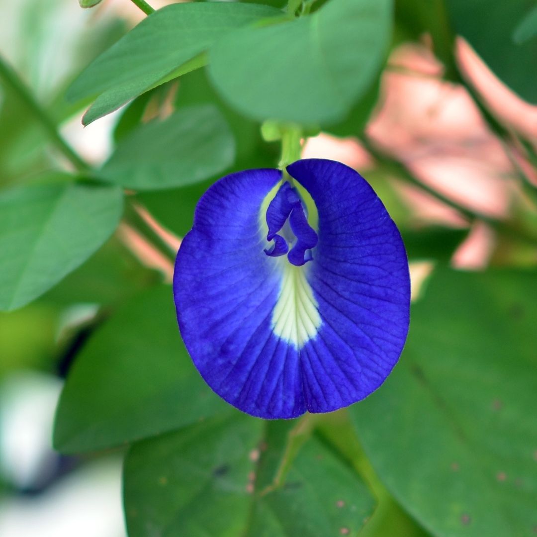 Exotic Blue Single Petal Shangupushpam Clitoria Ternatea Live Flower Plant