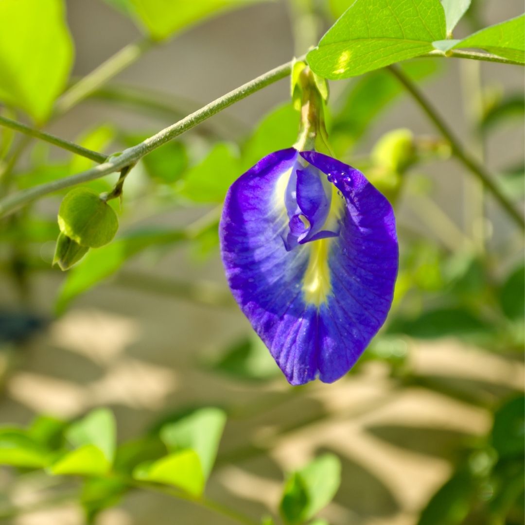 Exotic Blue Single Petal Shangupushpam Clitoria Ternatea Live Flower Plant