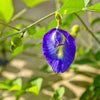 Exotic Blue Single Petal Shangupushpam Clitoria Ternatea Live Flower Plant