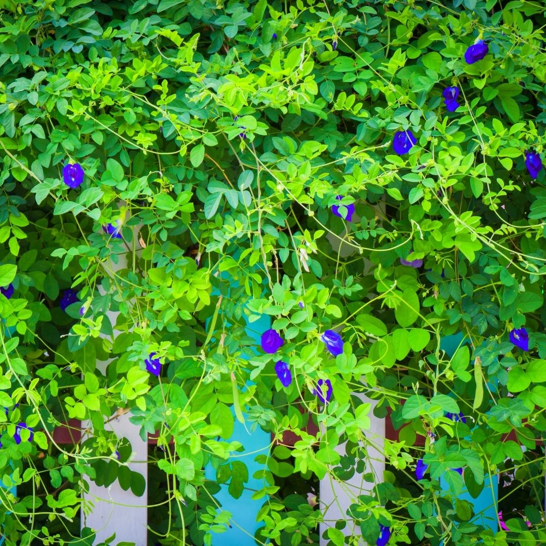 Exotic Blue Single Petal Shangupushpam Clitoria Ternatea Live Flower Plant