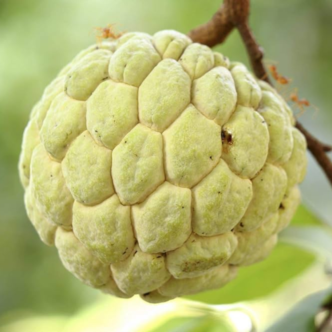 Sugar Apple / Sitafal - Golden - Fruit Plant
