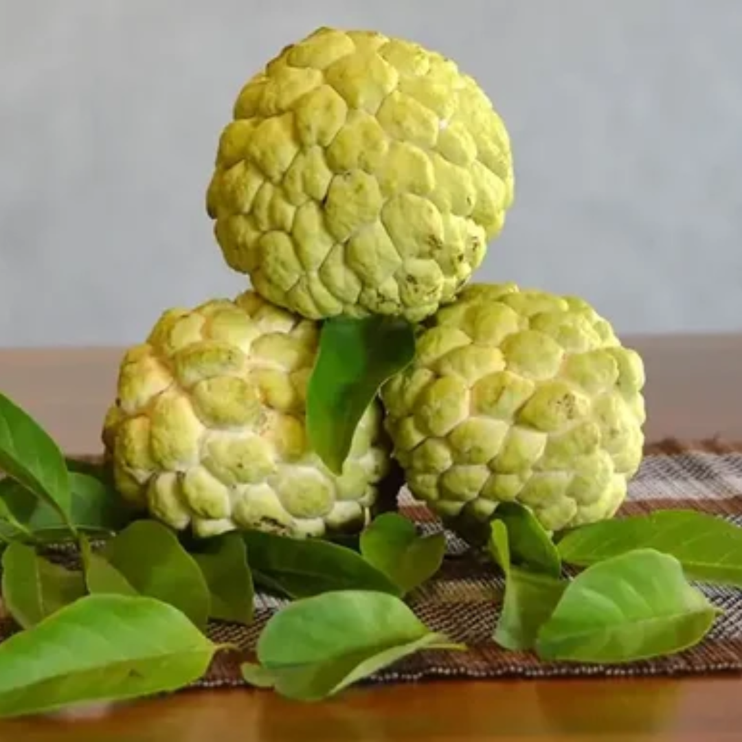 Sugar Apple / Sitafal - Golden - Fruit Plant