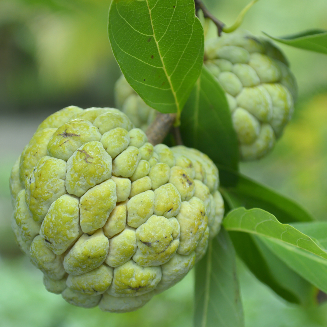 Sugar Apple / Sitafal - Green - Fruit Plant