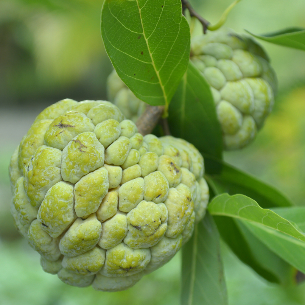 Sugar Apple / Sitafal - Green - Fruit Plant