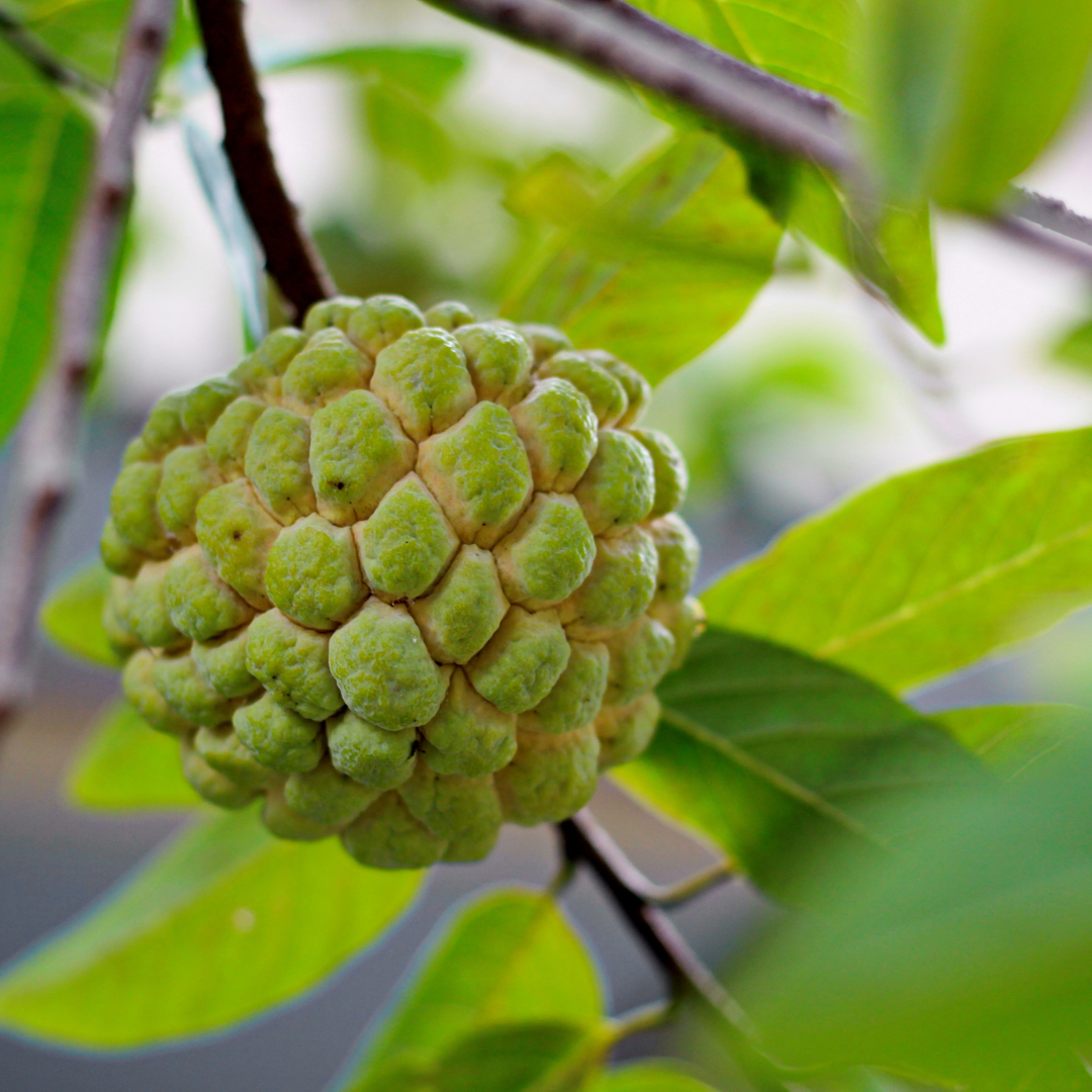 Sugar Apple / Sitafal - Green - Fruit Plant