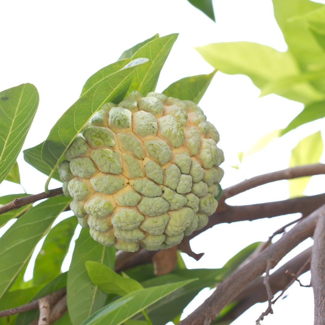 Sugar Apple / Sitafal - Green - Fruit Plant