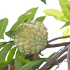 Sugar Apple / Sitafal - Green - Fruit Plant