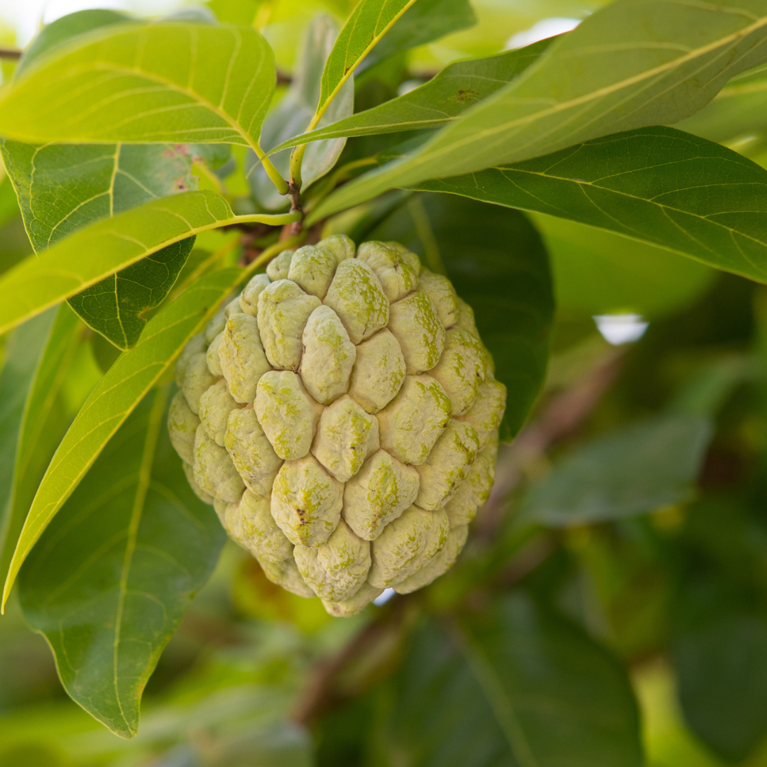 Sugar Apple / Sitafal - Green - Fruit Plant