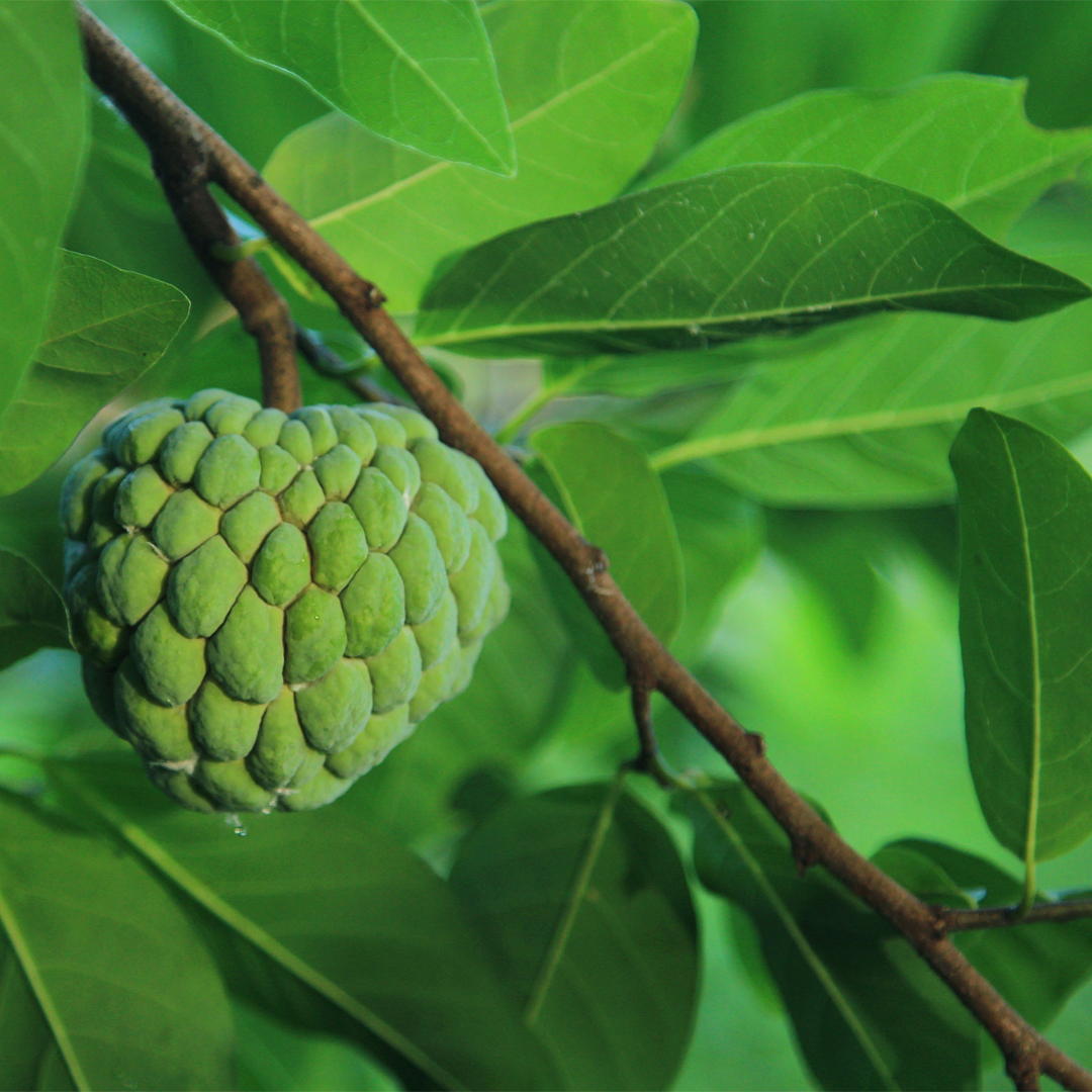 Sugar Apple / Sitafal - Green - Fruit Plant