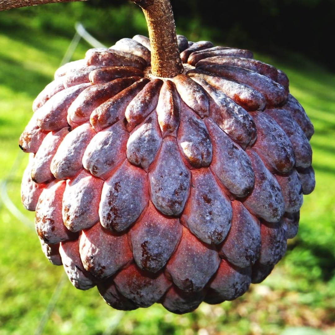 Sugar Apple / Sitafal - Red - Fruit Plant