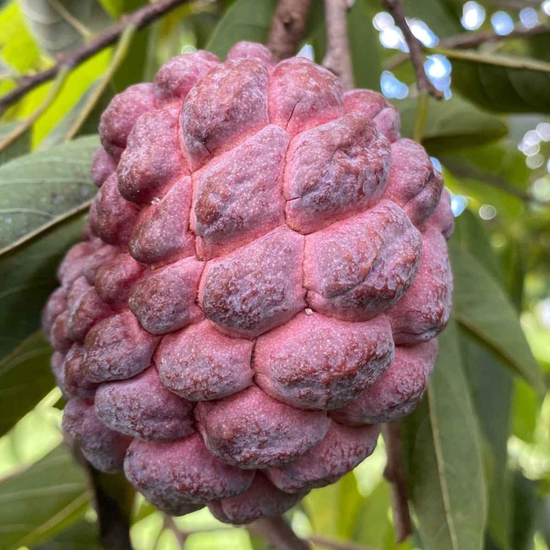 Sugar Apple / Sitafal - Red - Fruit Plant