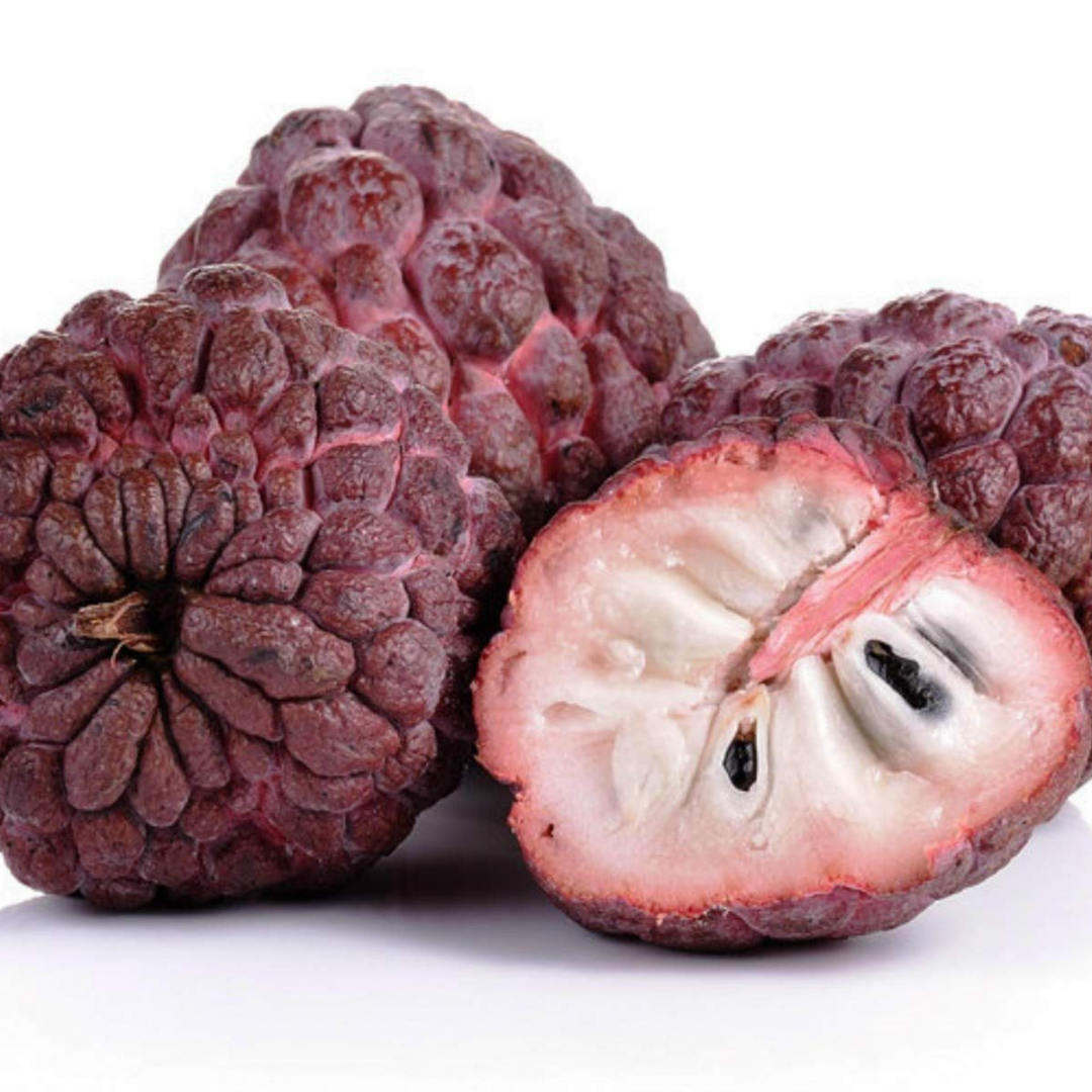 Sugar Apple / Sitafal - Red - Fruit Plant