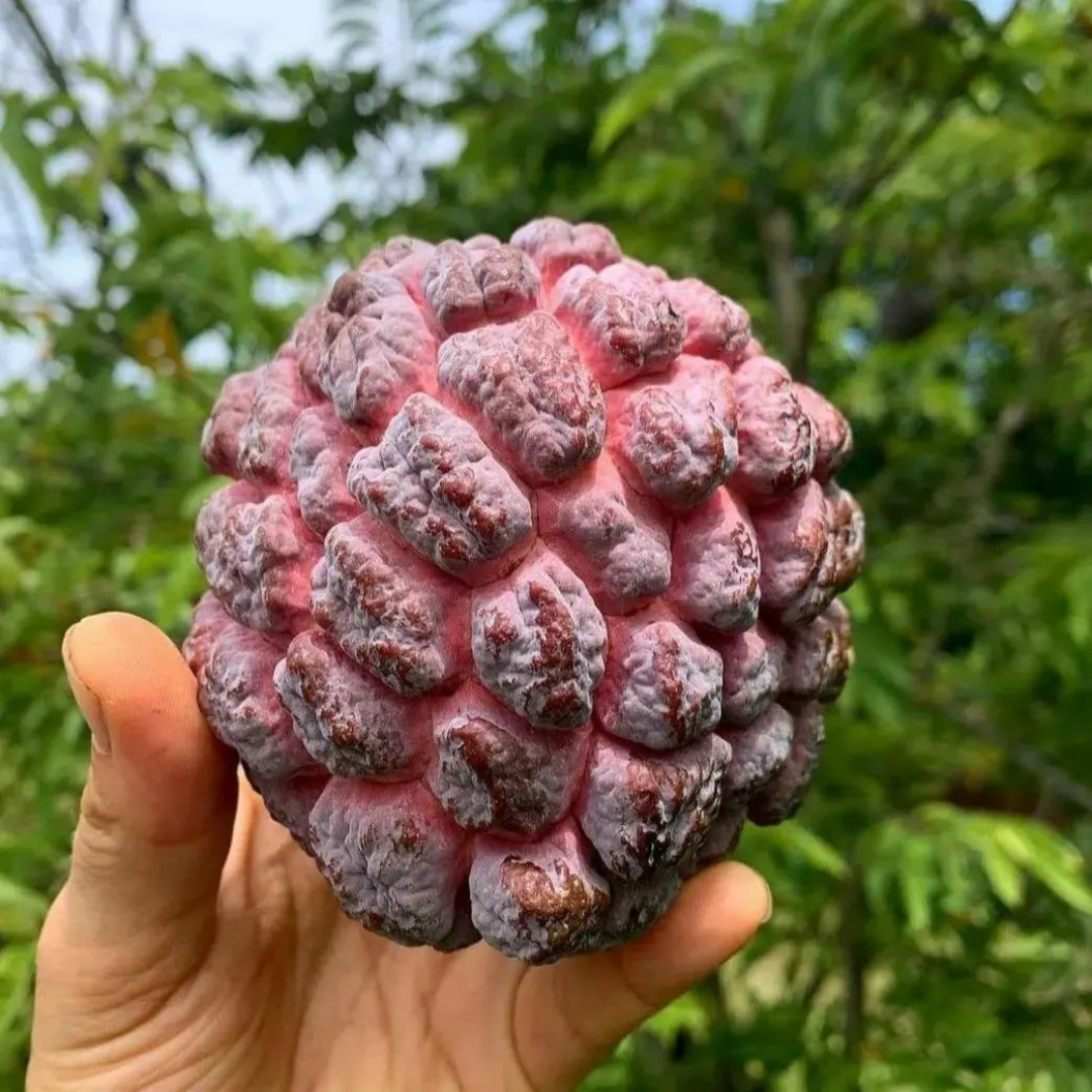 Sugar Apple / Sitafal - Red - Fruit Plant