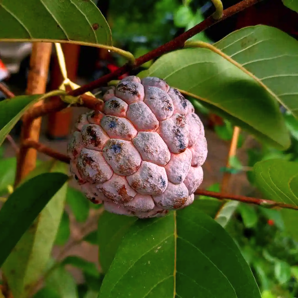 Sugar Apple / Sitafal - Red - Fruit Plant