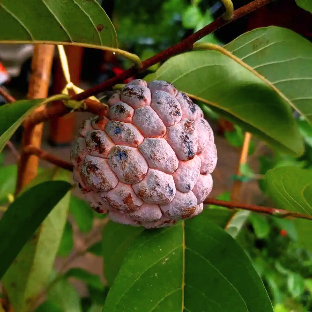 Sugar Apple / Sitafal - Red - Fruit Plant