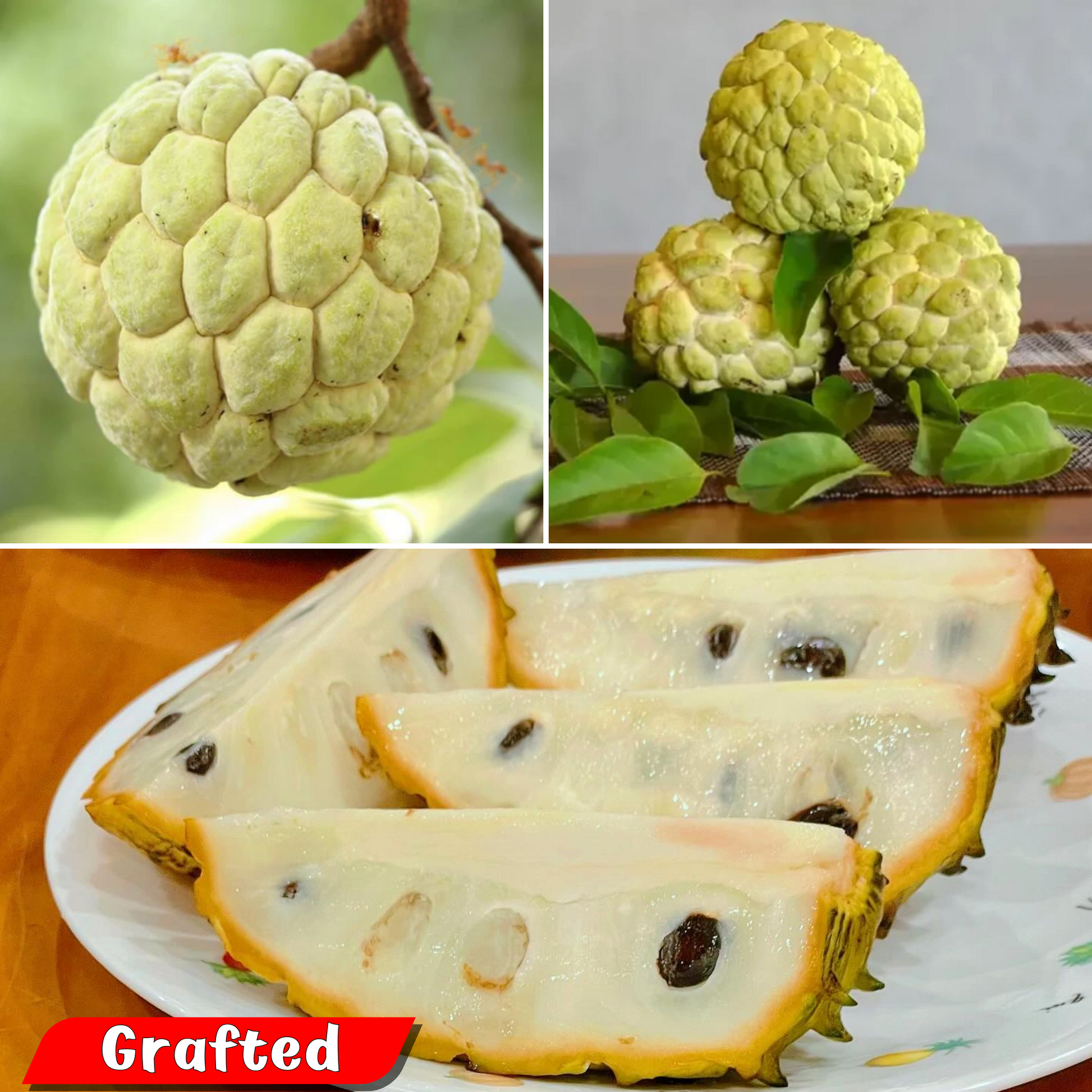 Sugar Apple / Sitafal - Golden - Fruit Plant