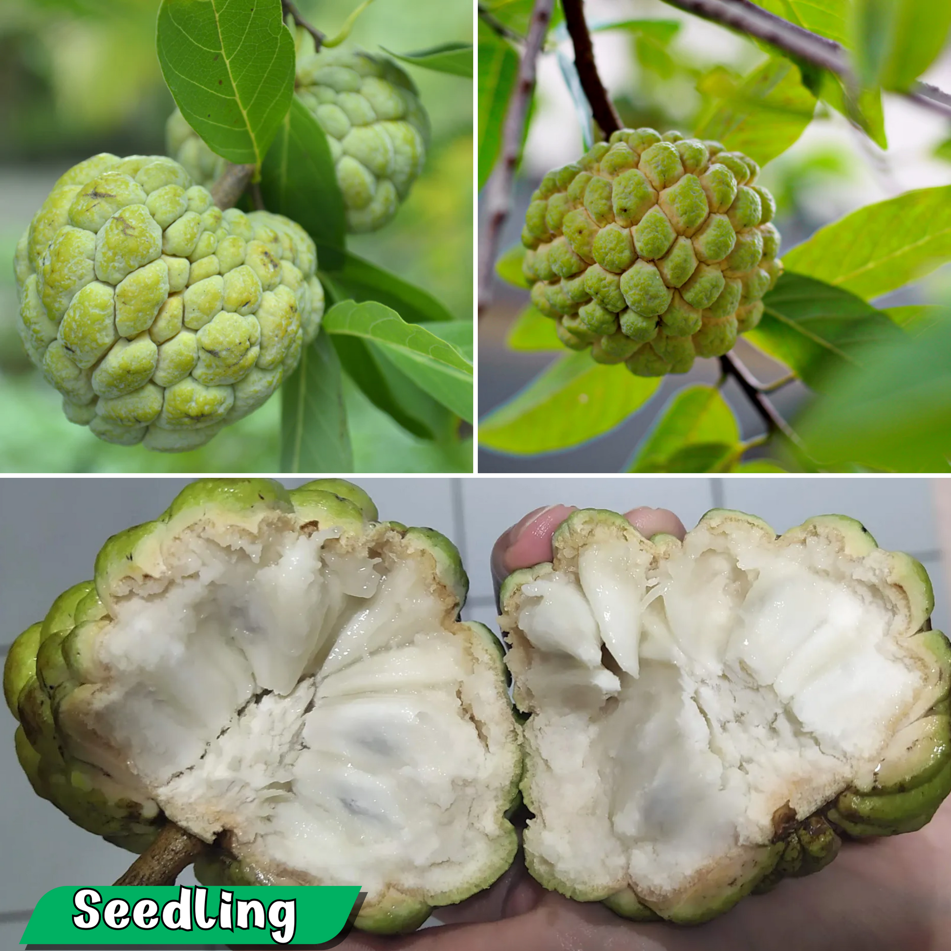 Sugar Apple / Sitafal - Green - Fruit Plant