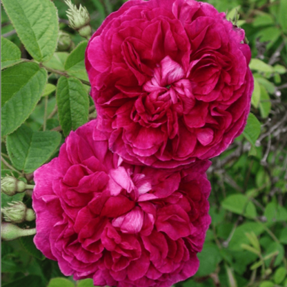 Exotic Hybrid Climbing Rose Flower Seeds – Pack of 20  - Madame Driout - Rose Seeds