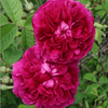 Exotic Hybrid Climbing Rose Flower Seeds – Pack of 20  - Madame Driout - Rose Seeds