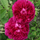 Exotic Hybrid Climbing Rose Flower Seeds – Pack of 20  - Madame Driout - Rose Seeds