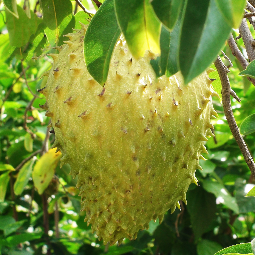 Soursop - Giant - Annona muricata Fruit Plant
