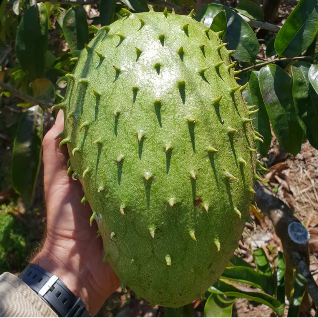 Soursop - Giant - Annona muricata Fruit Plant