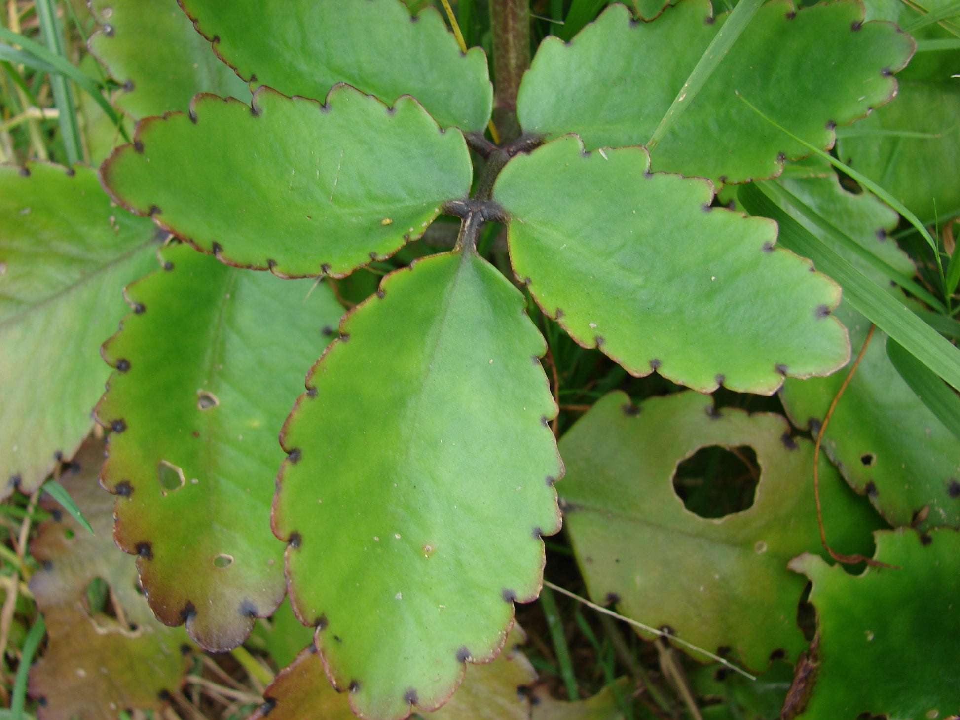 Ila Mulachi Bryophyllum Pinnatum Live Medicinal Plant - Healthy Herbal Healer