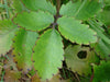 Ila Mulachi Bryophyllum Pinnatum Live Medicinal Plant - Healthy Herbal Healer