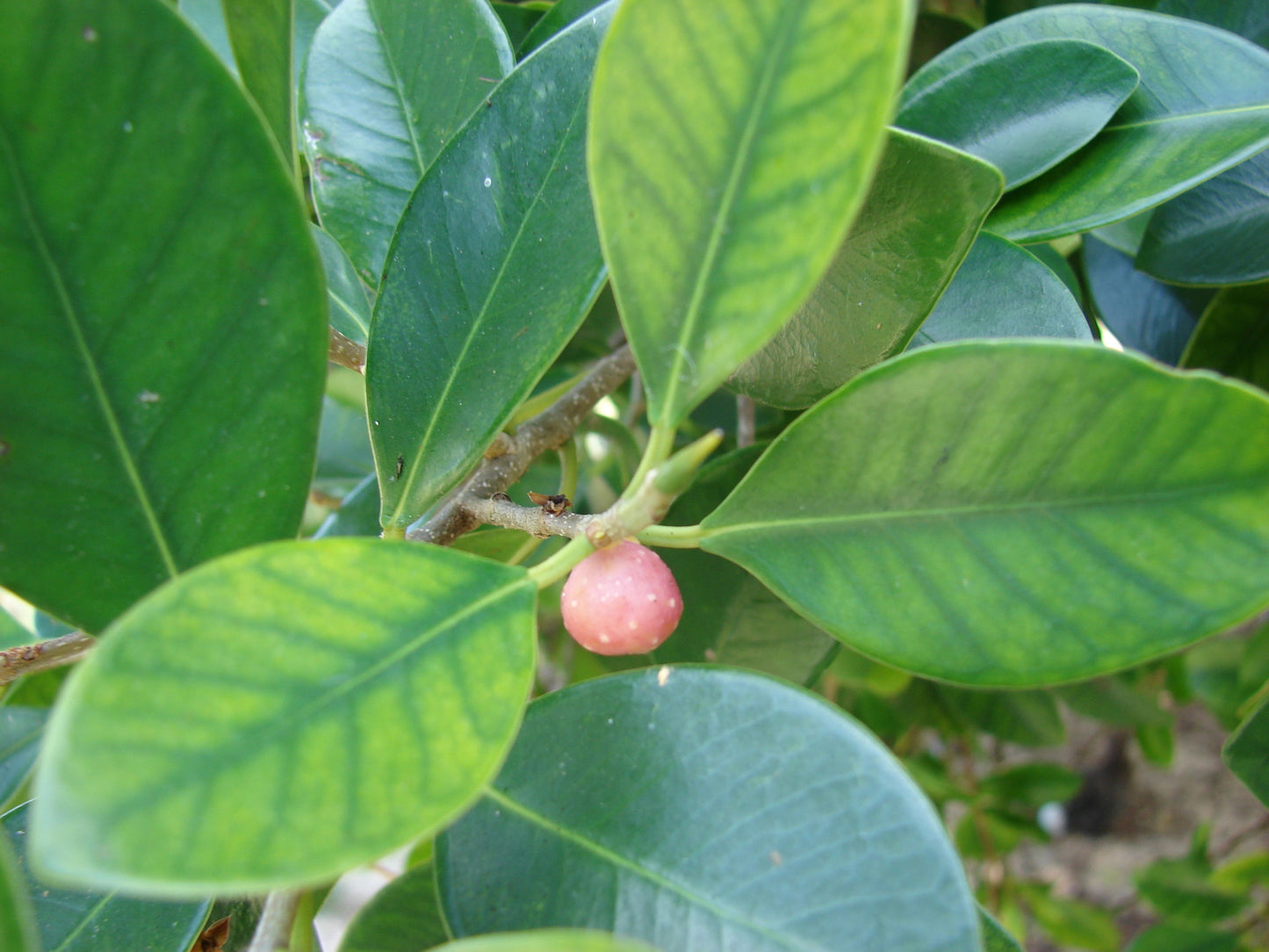 Live Ficus Microcarpa Ithi Plant: Air-Purifying Indoor Medicinal Greenery