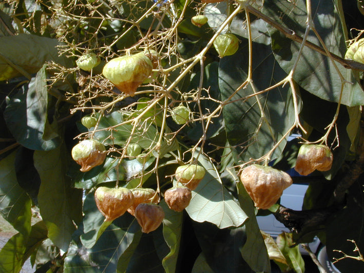 Teak wood Tectona grandis plant -  Medicinal Plant Live Plants