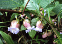 Strobilanthes Heyneanus -Medicinal Plant