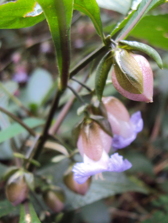 Strobilanthes Heyneanus -Medicinal Plant