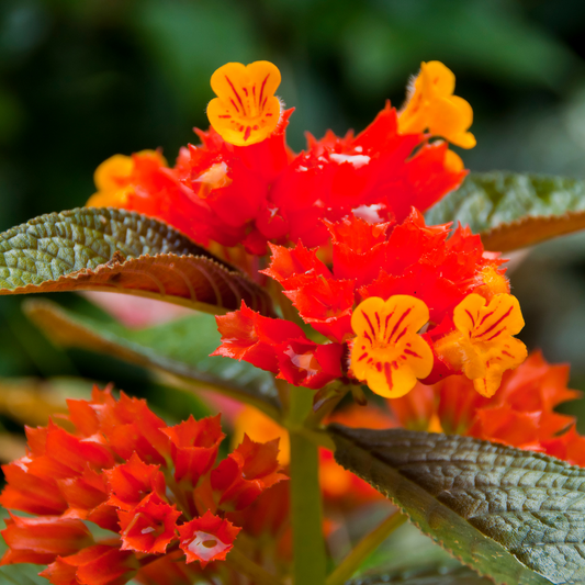 Vibrant Sunset Bell Chrysothemis Pulchella Hybrid Flower Plant Live in Polybag