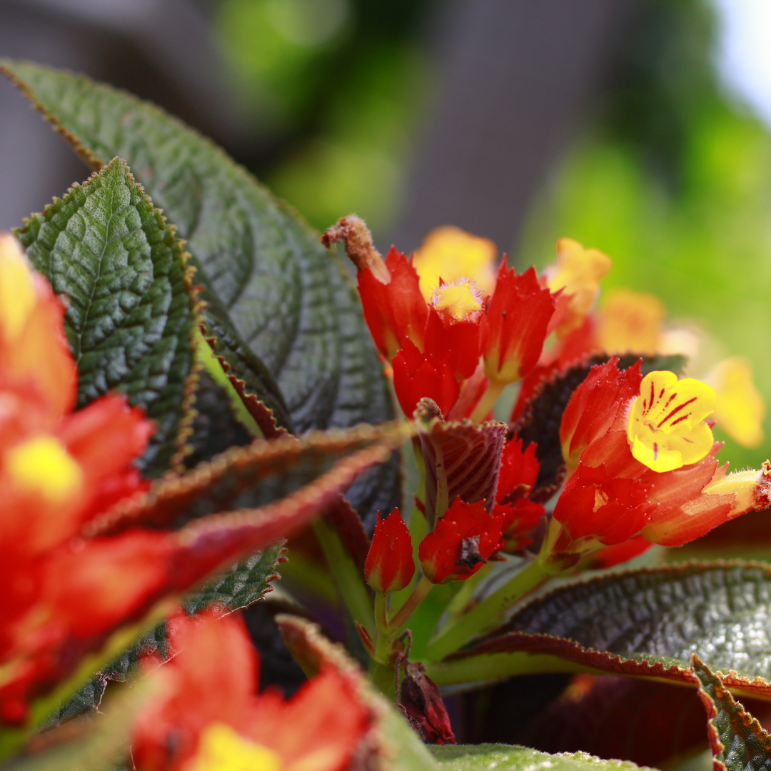 Vibrant Sunset Bell Chrysothemis Pulchella Hybrid Flower Plant Live in Polybag