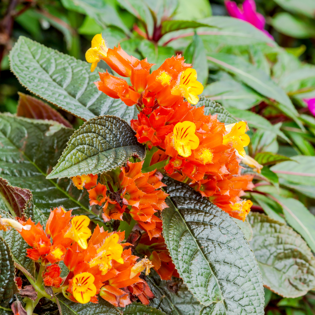 Vibrant Sunset Bell Chrysothemis Pulchella Hybrid Flower Plant Live in Polybag