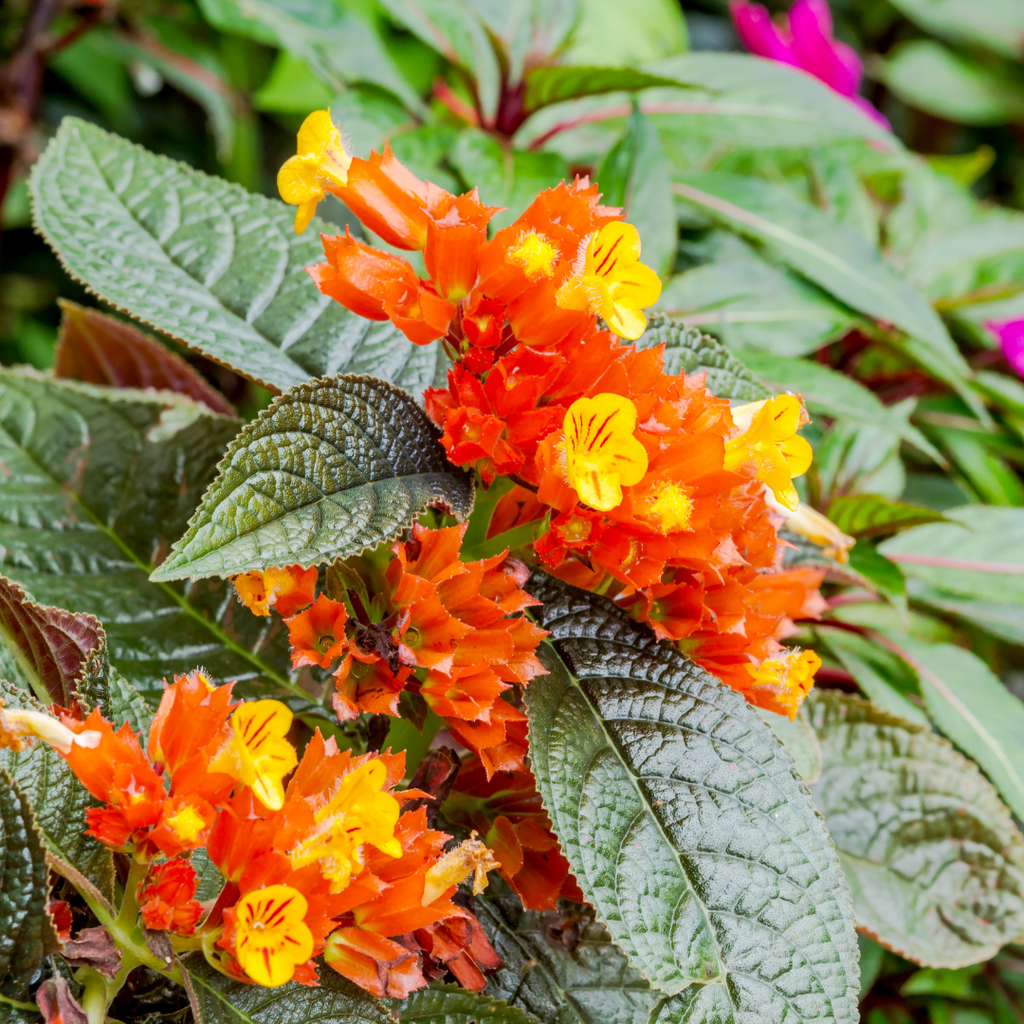 Vibrant Sunset Bell Chrysothemis Pulchella Hybrid Flower Plant Live in Polybag