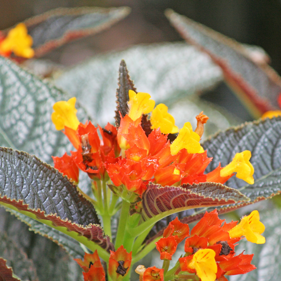 Vibrant Sunset Bell Chrysothemis Pulchella Hybrid Flower Plant Live in Polybag