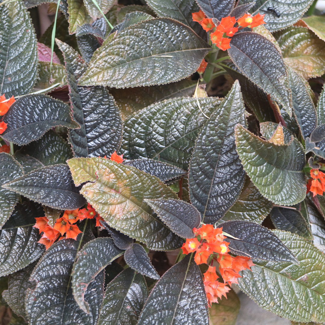 Vibrant Sunset Bell Chrysothemis Pulchella Hybrid Flower Plant Live in Polybag