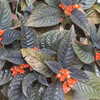 Vibrant Sunset Bell Chrysothemis Pulchella Hybrid Flower Plant Live in Polybag