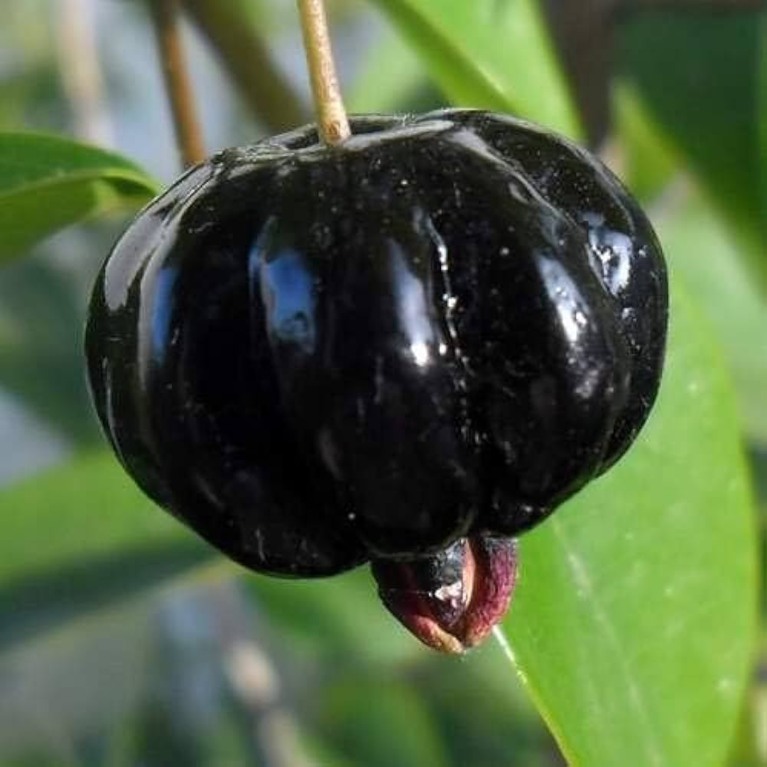 Surinam Cherry - Black - Hybrid Fruit Plant