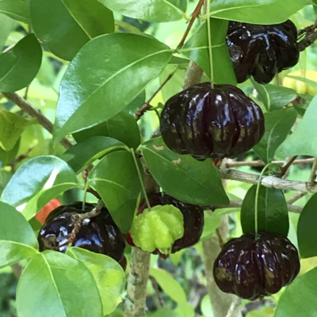 Surinam Cherry - Black - Hybrid Fruit Plant