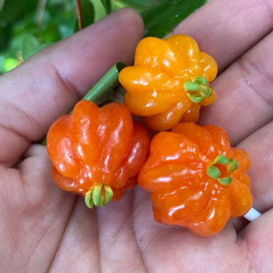 Surinam Cherry - Orange - Hybrid Fruit Plant