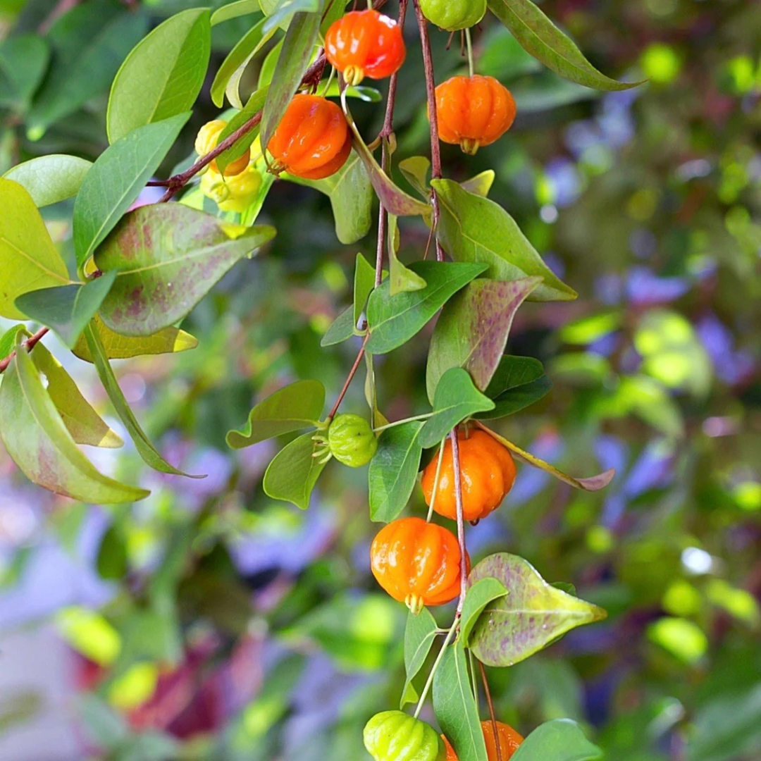 Surinam Cherry - Orange - Hybrid Fruit Plant